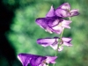 Wildflower - Fall - Monkshood
