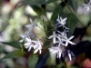 Wildflower - Spring - Blue Star
