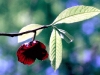 Wildflower - Early Spring - Paw Paw