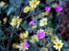 Wildflower - Fall - Tickseed and Purple Gerardia