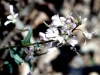 Wildflower - Early Spring - Purple Cress