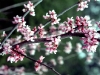 Tree - Redbud