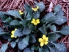 Wildflower - Early Spring - Green and Gold