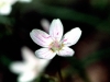 Wildflower - Early Spring - Spring Beauty