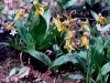 Wildflower - Early Spring - Trout Lily, Dogtooth Violet