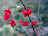 Wildflower - Fall - Strawberry Bush