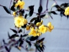 Wildflower - Spring - Carolina Jasmine