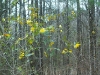 Wildflower - Spring - Carolina Jasmine