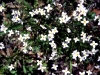 Wildflower - Early Spring - Bluets