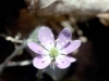 Wildflower - Early Spring - Liverwort
