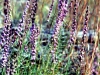 Wildflower - Fall - Blazing Star