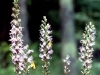 Wildflower - Fall - Blazing Star