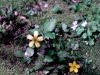 Wildflower - Spring - Buttercup