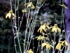 Wildflower - Fall - Green-headed Coneflower