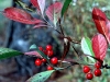 Wildflower - Fall - Chokecherry