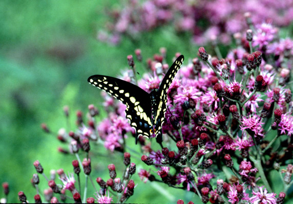 Black swallowtail - adult