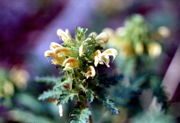 Pedicularis canadensis (high heal-all)