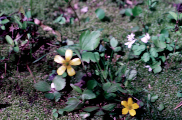 Ranunculus hispidus (bristly buttercup)