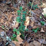 Ligustrum sinense (Chinese privet)