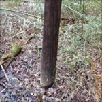 Duke Energy power pole in the Euclid Road bamboo grove