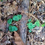 Glechoma hederacea or gill over the ground