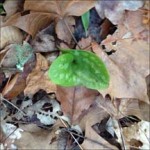 Asarum (wild ginger)