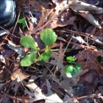 Rudbeckia laciniata (green-headed coneflower)