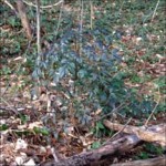 Nandina domestica (nandina)