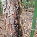 Toxicodendron radicans (poison ivy)