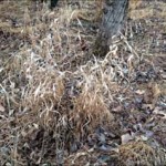 Chasmanthium latifolium (river oats)