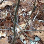 Liquidambar styraciflua (sweet gum)