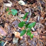 Vinca major (bigleaf periwinkle)