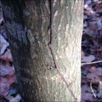 Parthenocissus quinquefolia (Virginia creeper)